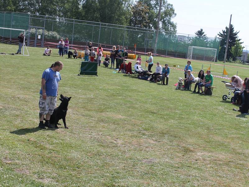 Dogracing v Holovousích.