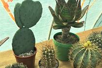Týdenní výstavu kaktusů a sukulentů pořádá Klub kaktusářů. Na místě si mohou návštěvníci koupit vlastní kaktus, nebo jej zkusit vyhrát v tombole.