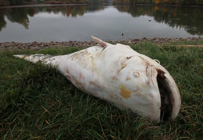 Bílý sumec uhynulý v jičínském rybníku Šibeňák.