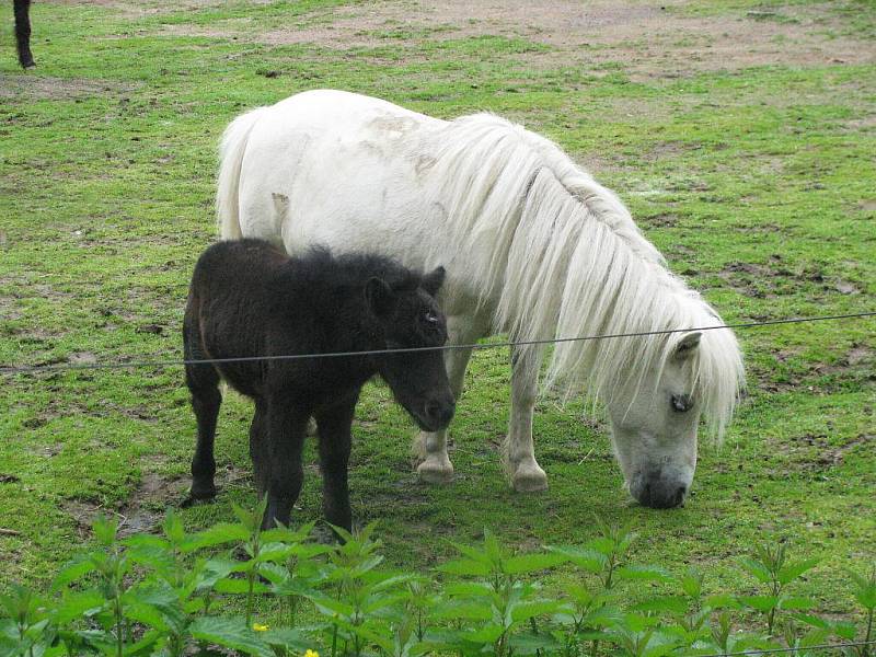 Z výletu dětí ostruženské mateřinky do liberecké ZOO.