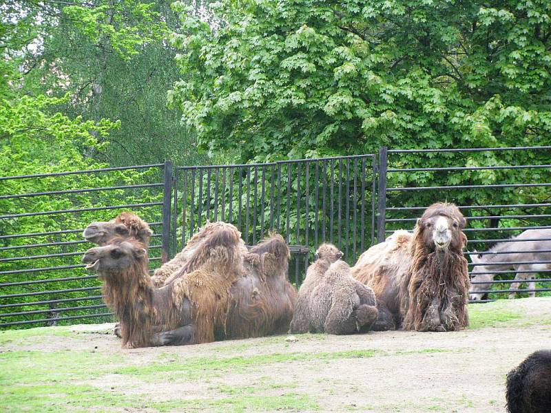 Z výletu dětí ostruženské mateřinky do liberecké ZOO.