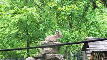 Z výletu dětí ostruženské mateřinky do liberecké ZOO.