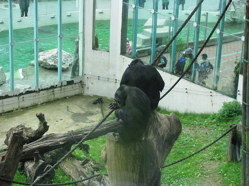 Z výletu dětí ostruženské mateřinky do liberecké ZOO.