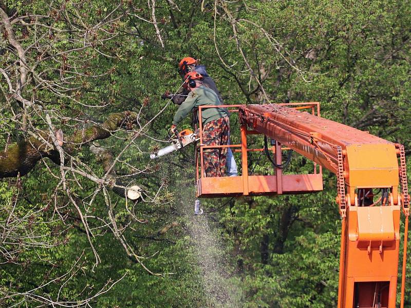 Kácení stromů v bělohradském zámeckém parku, kde bylo 32 jehličnanů a listnáčů napadeno kůrovcem. Park je uzavřen.