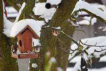 Do víkendového sčítání ptactva, které pod názvem Ptačí hodinka organizuje Česká společnost ornitologická, se mohl zapojit každý, kdo má ve svém okolí krmítko.