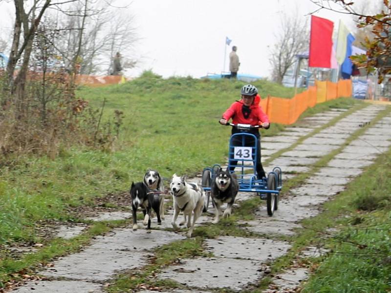 Závody psů pod Zebínem.