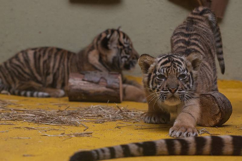 Nové přírůstky v jihlavské ZOO.