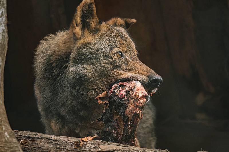 Ani v lednu není v jihlavské zoologické zahradě nuda. Zvířata se ráda ukazují.