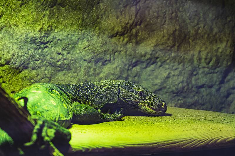 Ani v lednu není v jihlavské zoologické zahradě nuda. Zvířata se ráda ukazují.