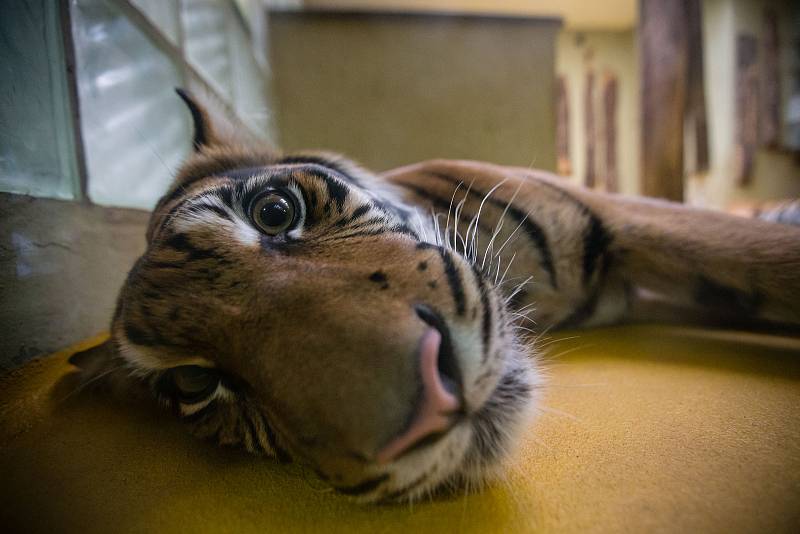 Zoologická zahrada v Jihlavě.