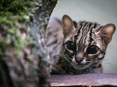 V jihlavské zoo se zabydluje velice vzácná kočka Palawanská.