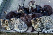 Spolek Feliti club kastruje toulavé kočky a tím chrání volně žijící zvířata, jejichž stavy se dramaticky snižují
