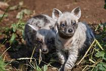 Návštěvníci jihlavské zoo mohou v těchto dnech při troše štěstí vidět tři nová mláďata hyen. Foto:  Daniela Oberreiterová, poskytla zoo