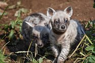 Návštěvníci jihlavské zoo mohou v těchto dnech při troše štěstí vidět tři nová mláďata hyen. Foto:  Daniela Oberreiterová, poskytla zoo