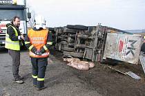 Mezi Zhoří a obcí Jamné na Jihlavsku havaroval v úterý ráno kamión, který převážel živá prasata. 