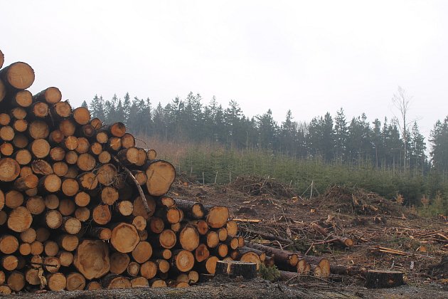 Boj s kůrovcem nekončí, lesníci v kraji využívají feromonové lapače