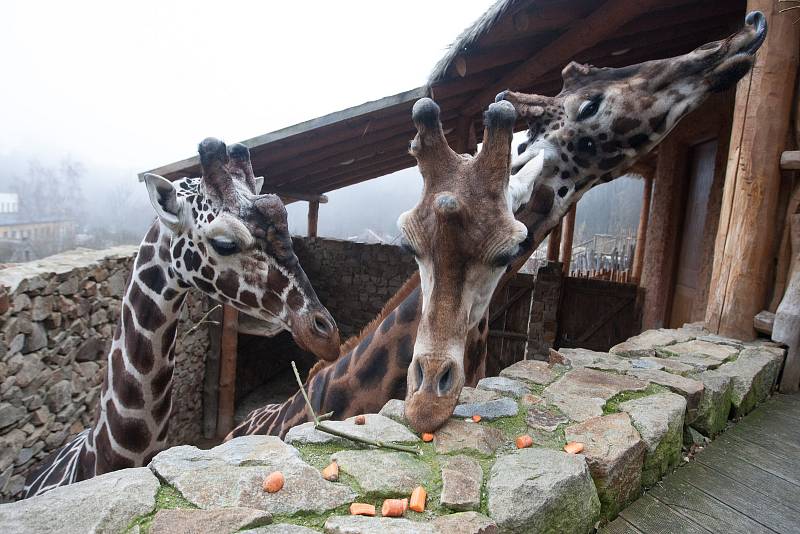 Komentované krmení žiraf v Zoo Jihlava.