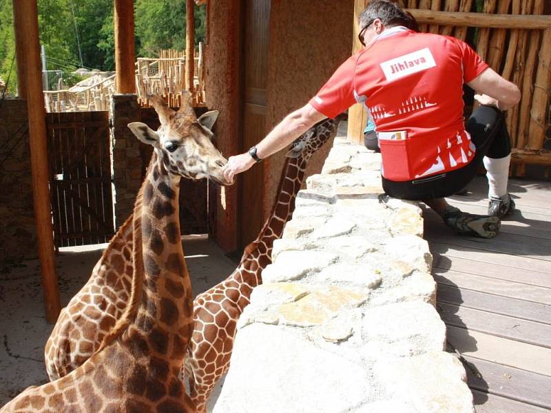 Žirafy se zabydlují v jihlavské zoo.