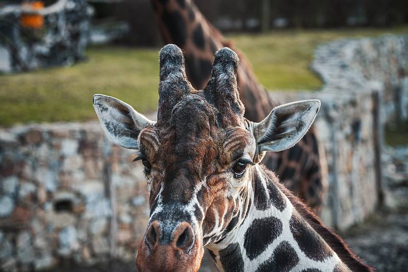 Ani v lednu není v jihlavské zoologické zahradě nuda. Zvířata se ráda ukazují.