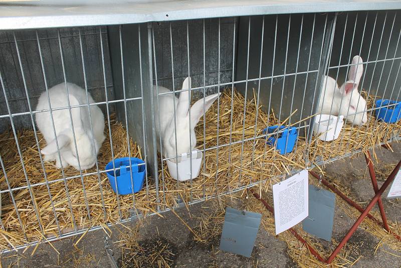 Krajská výstavu králíků, drůbeže, holubů, ovcí, koz, okrasného ptactva a dalších druhů drobných a hospodářských zvířat v Bohdalově byla největší akce svého druhu na Vysočině.