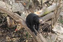 Krmení medvědů malajských je velkým lákadlem, nejmladší návštěvníky ale zajímají i jiná zvířata a stejně tak i dětské hřiště.