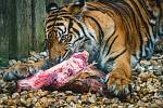Ani v lednu není v jihlavské zoologické zahradě nuda. Zvířata se ráda ukazují. Tygr sumaterský s potravou.