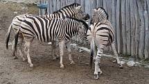 Nový hřebec zebry se rychle aklimatizoval a spolupracoval s chovateli.