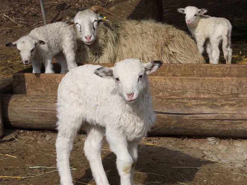 Jihlavská zoo se chlubí prvními jarními mláďátky. Během posledních týdnů se narodilo několik jehňátek.