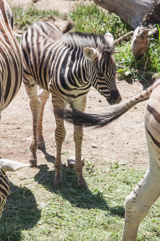 Mládě zebry v jihlavské ZOO.