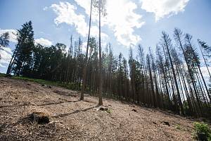 Vysočinské lesy napadené kůrovcem,  ilustrační foto.