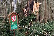 Památný buk byl napadený dřevomorem. Mokrý a těžký sníh spolu se silným větrem byl poslední kapkou a strom se zlomil.