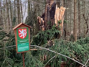 Památný buk byl napadený dřevomorem. Mokrý a těžký sníh spolu se silným větrem byl poslední kapkou a strom se zlomil.