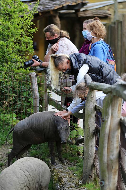 Zoo Jihlava loni v květnu.