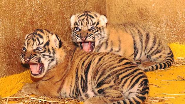 Jihlavská zoologická zahrada se raduje z velmi vzácného odchovu. Dvě mláďata tygra sumaterského se narodila 28. března 2018, tedy přesně v den, kdy jejich matka Činta oslavila svoje páté narozeniny.