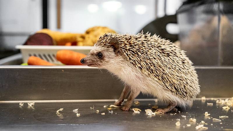 Ježek ušatý z jihlavské zoologické zahrady