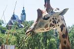 V jihlavské zoologické zahradě už jsou žirafy čtvrtým rokem. Po počátečních půtkách se ve výběhu zabydlely.