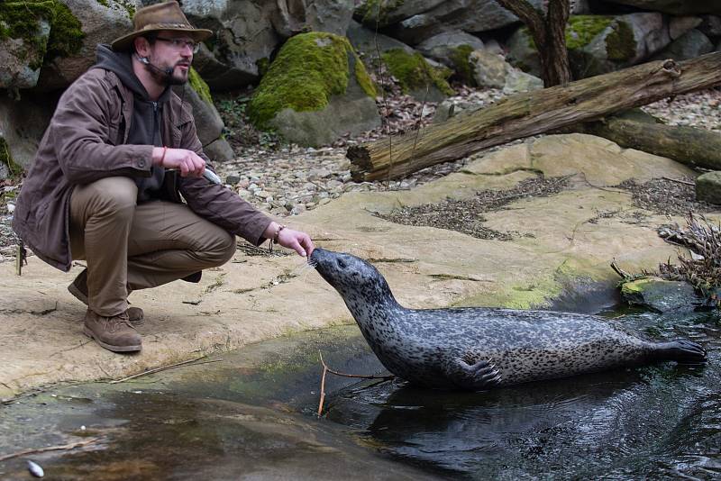 Komentované krmení tuleňů v ZOO Jihlava.