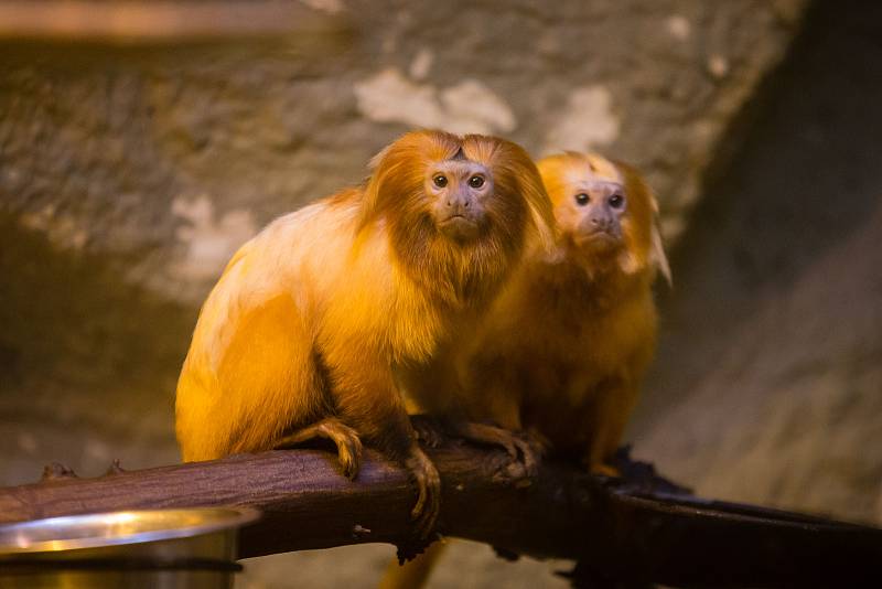 Zoologická zahrada v Jihlavě.