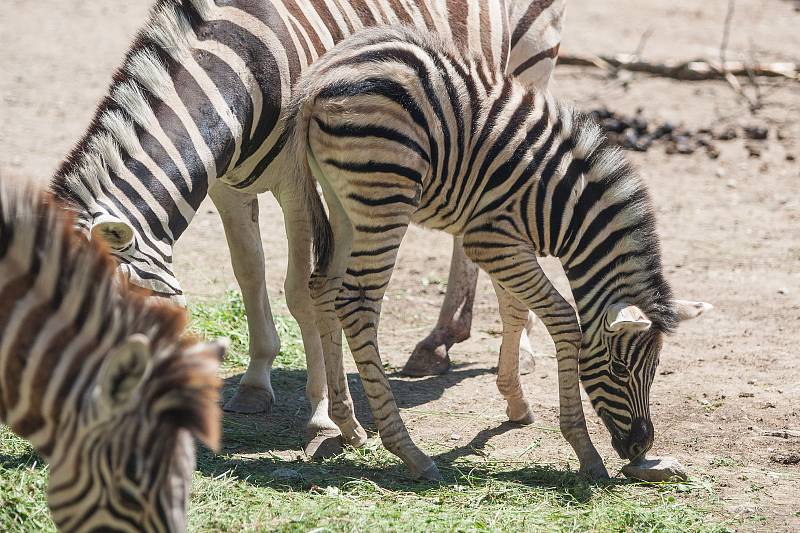 Mládě zebry v jihlavské ZOO.