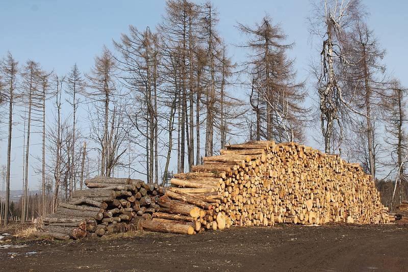 Kůrovcová kalamita sužuje i Chaloupky.