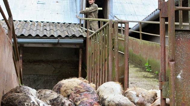 Největší případ údajného týrání zvířat na Vysočině u Polné. Zemřelo přes 200 prasat, další stovka je v kritickém stavu.