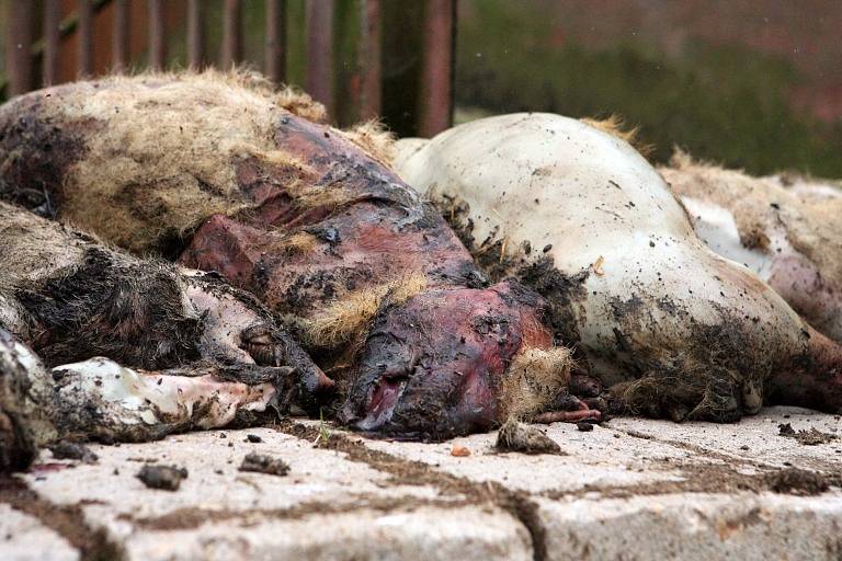 Největší případ údajného týrání zvířat na Vysočině u Polné. Zemřelo přes 200 prasat, další stovka je v kritickém stavu.