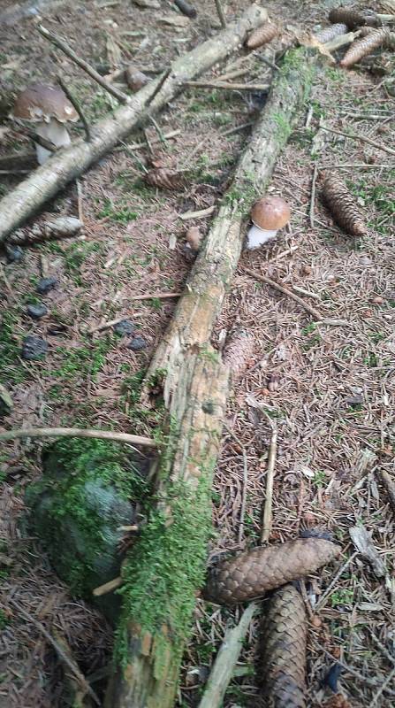 V každé volné chvíli vyjde na houby také Soňa Bambulová.