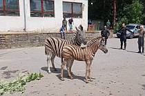 Zebra s mládětem zaběhla do areálu Motorpalu. Odchyt je ale složitější záležitost, než by se mohlo zdát.