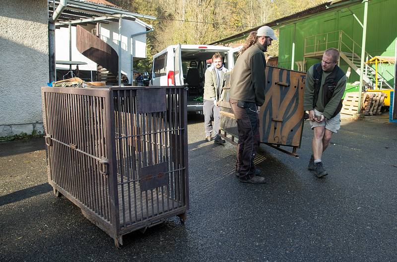 Jihlavská zoo má nového samce tygra sumaterského ze Zoo Brno.