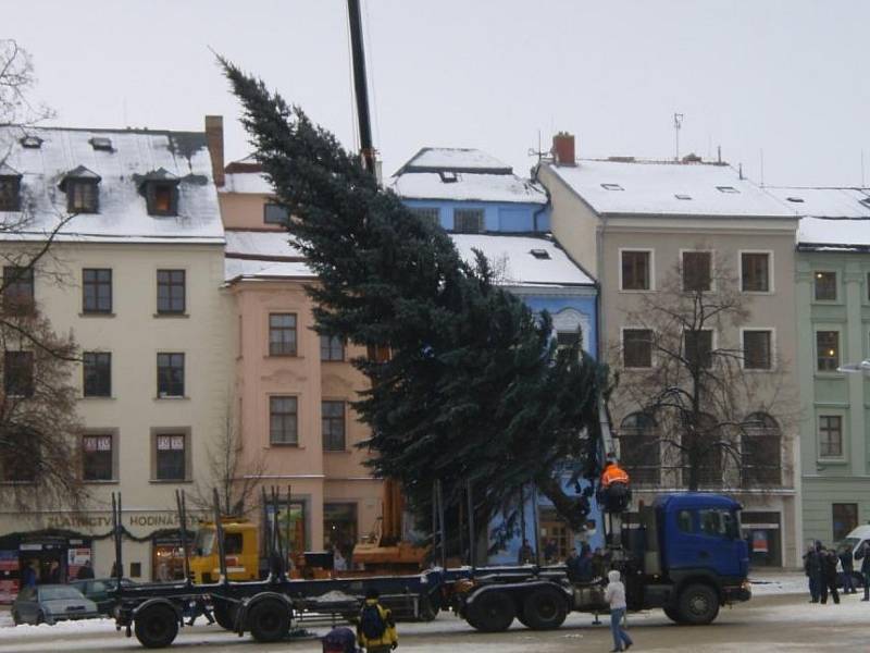 Správa městských lesů dodala také vánoční strom na jihlavské náměstí.