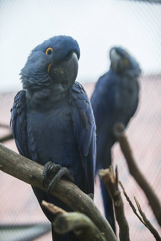 Nové přírůstky v ZOO Jihlava.