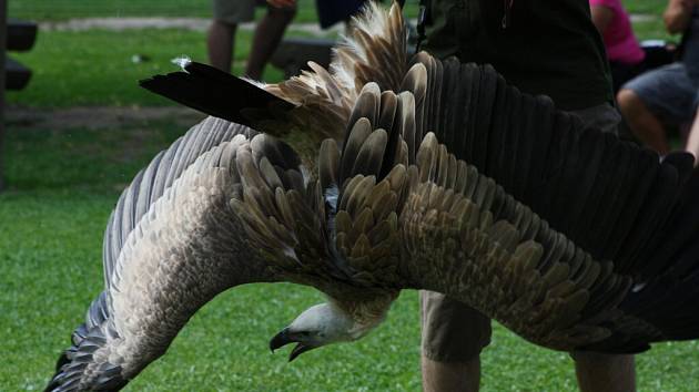 Ukázka výcviku dravců a sov v jihlavské zoo