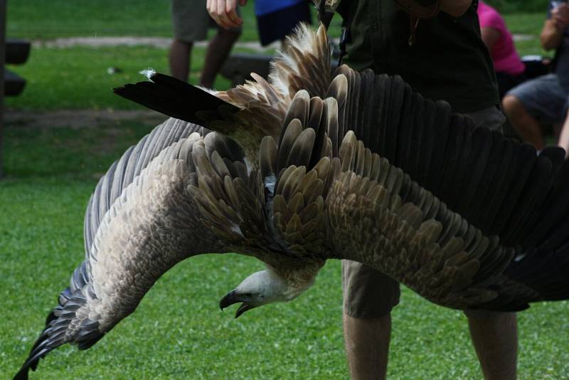 Ukázka výcviku dravců a sov v jihlavské zoo