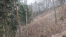 I Kamenici potrápila kůrovcová  kalamita, nyní je třeba vysázet nové stromy.